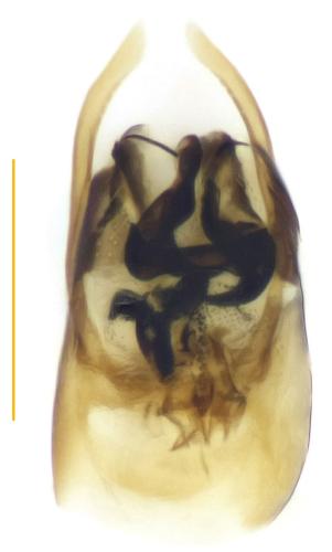 Carpelimus lindrothi